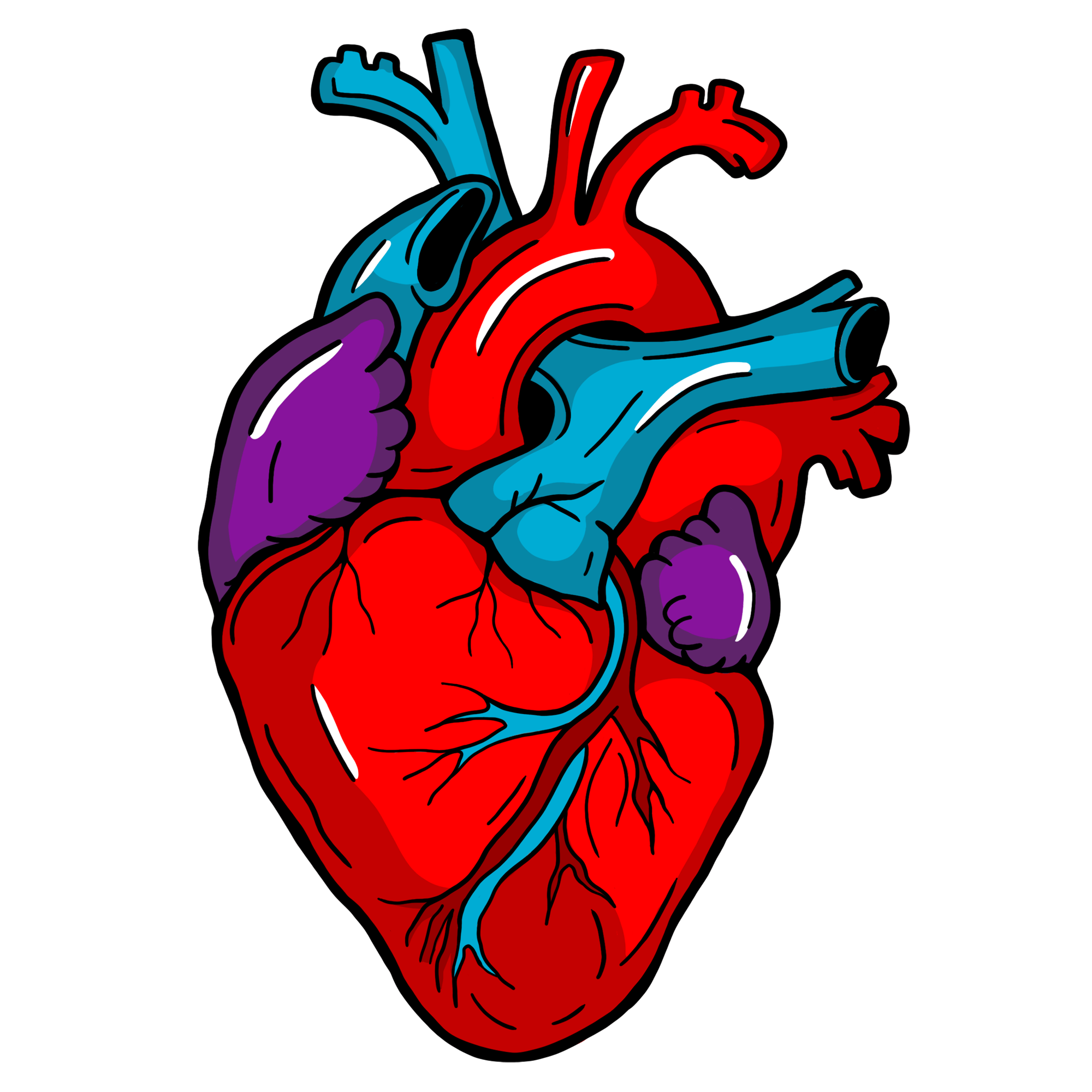 Illustriertes anatomisches Herz
