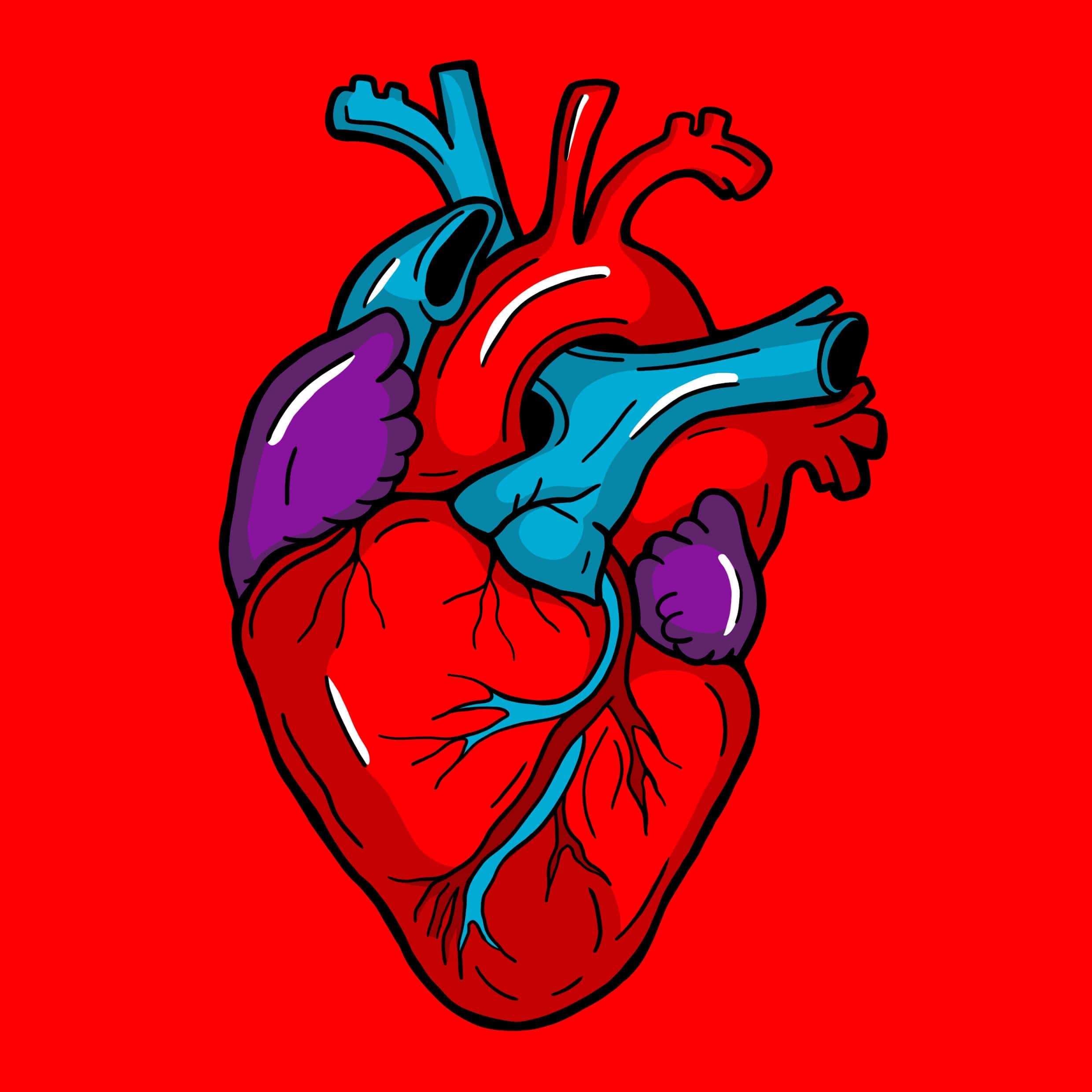 Anatomische Herz-Illustration